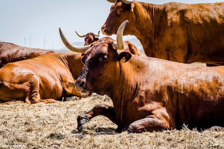 CONIL DE LA FRONTERA