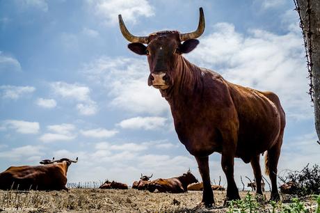 CONIL DE LA FRONTERA