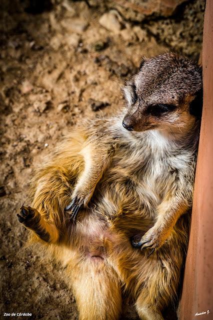 ZOO DE CÓRDOBA