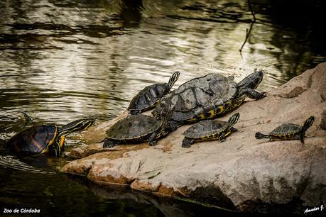 ZOO DE CÓRDOBA