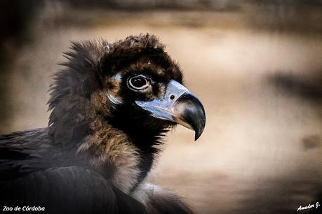 ZOO DE CÓRDOBA