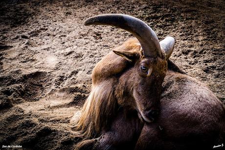 ZOO DE CÓRDOBA
