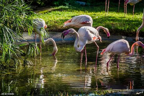 ZOO DE CÓRDOBA