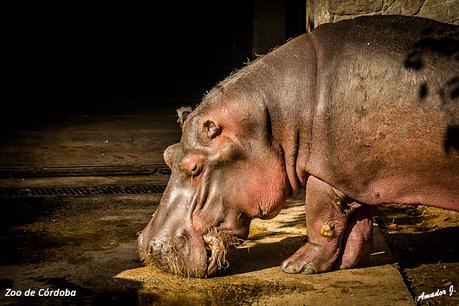 ZOO DE CÓRDOBA