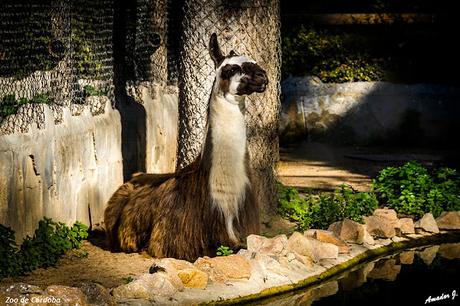 ZOO DE CÓRDOBA