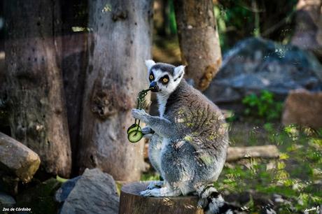 ZOO DE CÓRDOBA