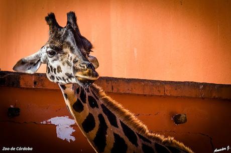 ZOO DE CÓRDOBA