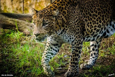 ZOO DE CÓRDOBA