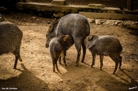 ZOO DE CÓRDOBA