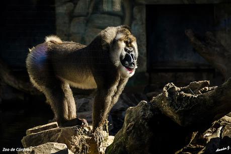 ZOO DE CÓRDOBA