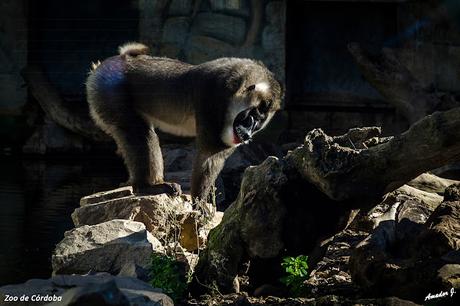 ZOO DE CÓRDOBA