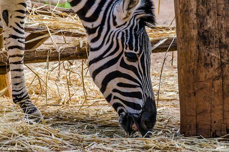 ZOO DE CÓRDOBA