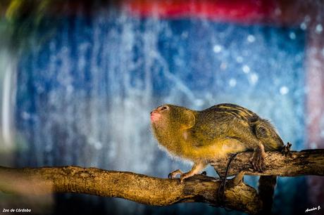 ZOO DE CÓRDOBA