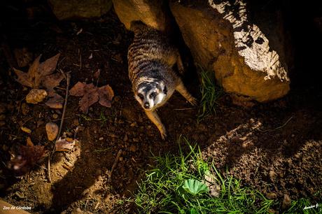 ZOO DE CÓRDOBA