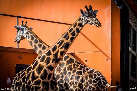 ZOO DE CÓRDOBA