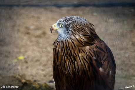 ZOO DE CÓRDOBA