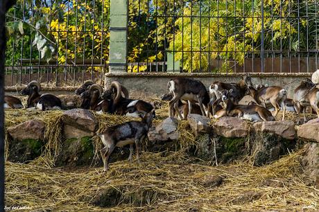 ZOO DE CÓRDOBA
