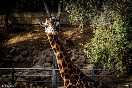 ZOO DE CÓRDOBA