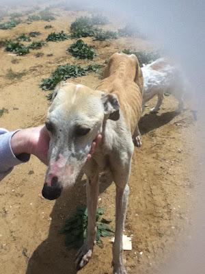 GALGA ESQUELETICA EN LA CALLE. (Huelva)