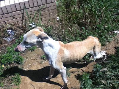 GALGA ESQUELETICA EN LA CALLE. (Huelva)