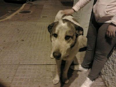 Mastin abandonado, necesita una oportunida de salir de la calle. (SEVILLA)‏