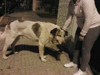 Mastin abandonado, necesita una oportunida de salir de la calle. (SEVILLA)‏