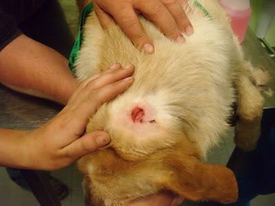 Revision veterinaria, Salva, maltratado en dos días en un barrio marginal (Sevilla)‏