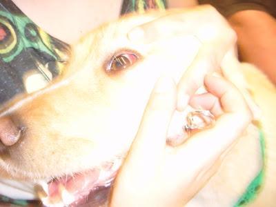 Revision veterinaria, Salva, maltratado en dos días en un barrio marginal (Sevilla)‏