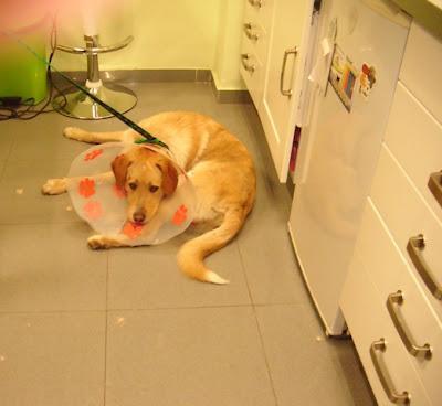 Revision veterinaria, Salva, maltratado en dos días en un barrio marginal (Sevilla)‏