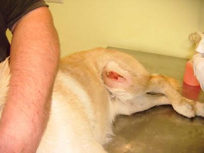 Revision veterinaria, Salva, maltratado en dos días en un barrio marginal (Sevilla)‏