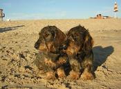 Perro perdido badajoz. llama otto. alguien visto?