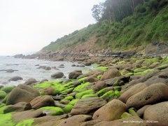 Playa de Tazones en Villaviciosa: Verdín en zona del jurásico