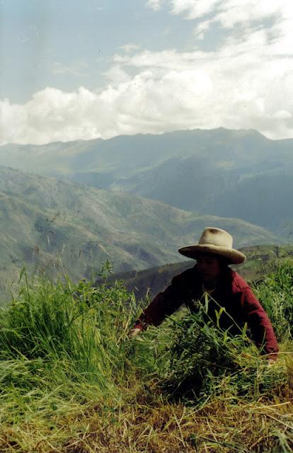 UMBE : EL VIAJE A LA SEMILLA