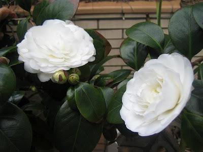 Flores del blog de Dorisalon (como siempre las flores muestran lo hermoso que hay en este planeta, lo hermoso de la creación )