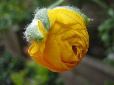 Flores del blog de Dorisalon (como siempre las flores muestran lo hermoso que hay en este planeta, lo hermoso de la creación )