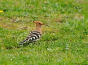 Abubillas jardín...