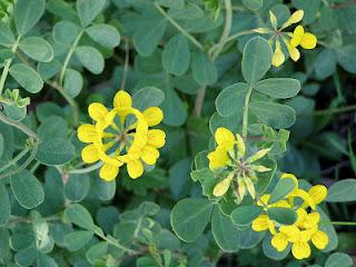 Coletuy o coronilla