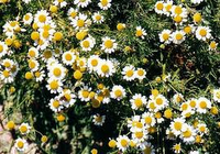 La Citronela y sus usos