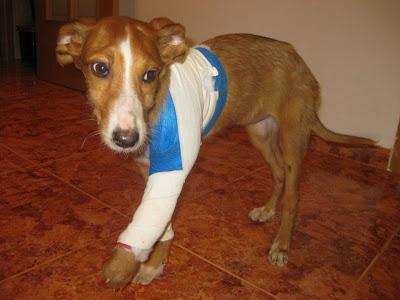 Nacida maldita por nacer podenca.