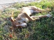 Nacida maldita nacer podenca.