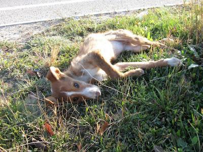 Nacida maldita por nacer podenca.