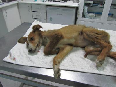 Nacida maldita por nacer podenca.