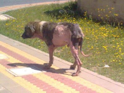 MASTÍN COMIDO POR LA SARNA EN POLIGONO - URGENTE AYUDA!! (SEVILLA)