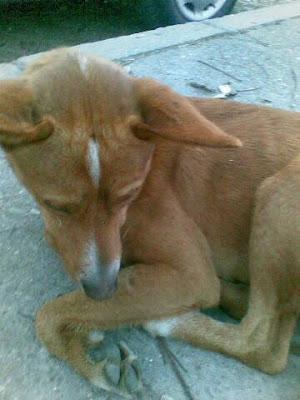 Podenquillo abandonado, ESTÁ EN LOS HUESOS Y QUIEREN LLEVARLO A LA PERRERA. Jerez (Cadiz)