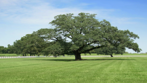 El Árbol Confundido