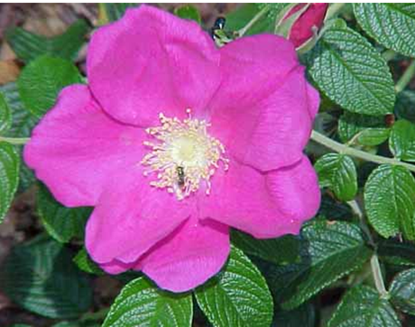 Cómo combatir las estrías Cómo combatir las estrías