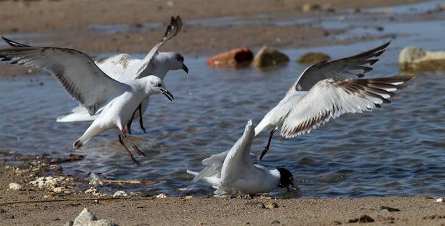 GAVIOTAS CABECINEGRAS-MEDITERRANEAN GULL