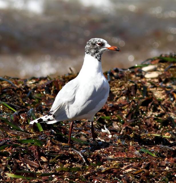 GAVIOTAS CABECINEGRAS-MEDITERRANEAN GULL