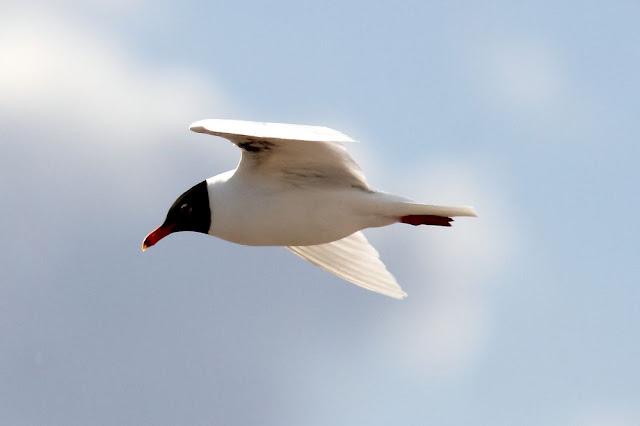 GAVIOTAS CABECINEGRAS-MEDITERRANEAN GULL