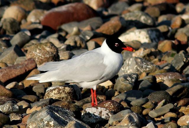 GAVIOTAS CABECINEGRAS-MEDITERRANEAN GULL